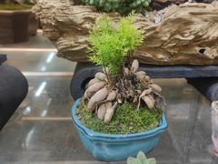 -双季花艺园艺市场(浦东店)