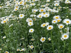 -祥源·阜阳生态乐园