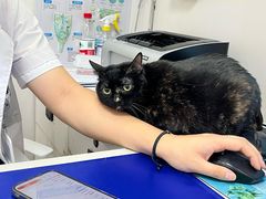 -博特宠物医院24h犬猫全科.骨科·异宠