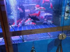 -大自然花鸟鱼虫市场