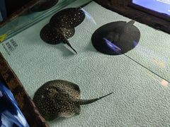 -上海海洋水族馆