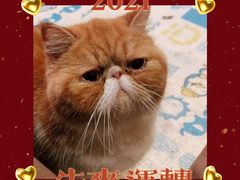 -美联众合爱康动物医院•复杂内科•肿瘤科•牙科•腔镜诊疗中心