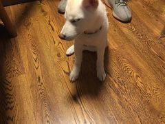 -柴务处·柴犬主题狗咖