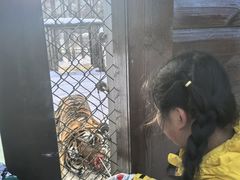 -横道河子东北虎林园