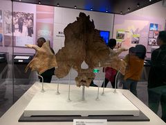 -北京周口店北京人遗址博物馆