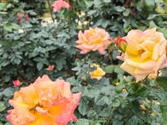 -人民公园(罗湖区)