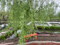 -同銮特种养殖场·龙虾垂钓