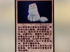 -猫咪博物馆(顶澳仔猫街店)