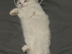 -猫大福·Fortune Cat猫舍(百子湾店)