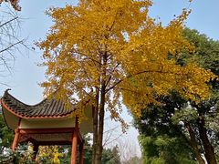 -大渡口区义渡公园