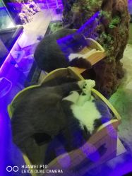 -未来动物城主题公园(正弘城店)