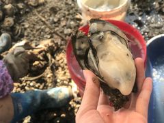 -蚝乡农庄(铁涌赤岸店)