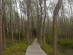 -合肥滨湖国家森林公园