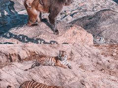 -西霞口神雕山野生动物世界