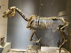 -国家自然博物馆