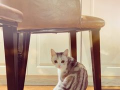 -猫小院猫主题餐厅(三里屯店)