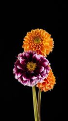 -安那般那皮肤年轻化ANAPANA