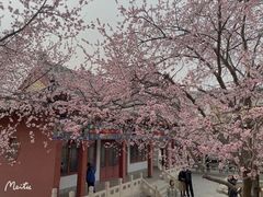 -桃花堤公园