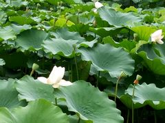 -赵记阿香婆麻辣涮(平顶山店)
