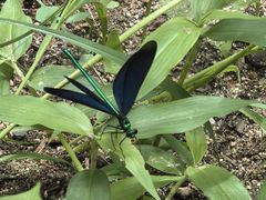 -白水寺森林公园