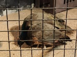 -酷嗒动物文化乐园(cutezoo西溪乐天城店)