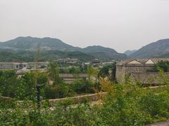 -古北烤梨