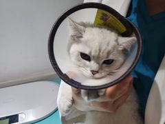-艾贝尔宠物医院·24H转诊中心·肿瘤猫专科(江宁双龙店)