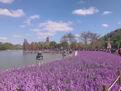 -顺峰山公园