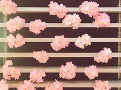 -樱花里音乐餐吧·牛扒椰子鸡(东圃店)