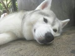 -TrueLove @ Neverland (Husky Cafe)