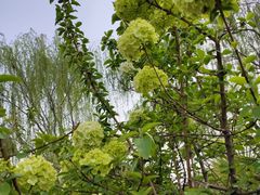 -洛阳市隋唐城遗址植物园