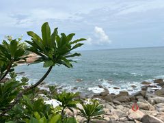 -广东惠东海龟国家级自然保护区