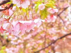 -上海辰山植物园
