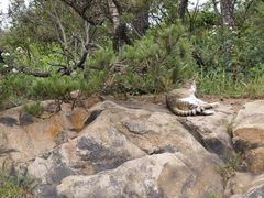-崂山巨峰游览区