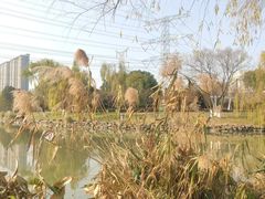 -九里河湿地公园