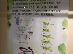 -上海昆虫博物馆