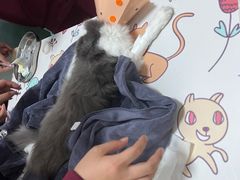 -伟伟宠物医院·瑞派猫友好医院·猫科(光谷店)