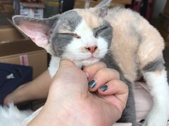 -安安宠医宠物医院·异宠·犬猫内科(岳阳分院)