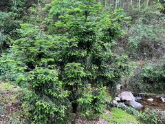 -东白山