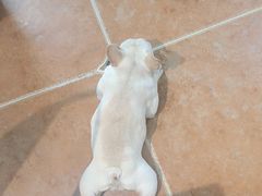 -柯斗斗主题餐厅·狗咖·围炉煮茶·茶饮(国瑞升平里店)