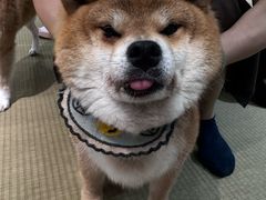 -逗柴咖啡屋·狗咖猫咖宠物桌游