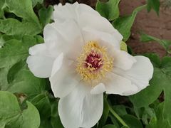 -洛阳市隋唐城遗址植物园