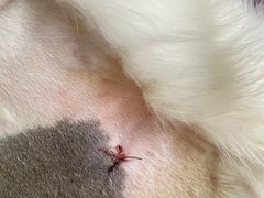 -创凡宠物医院·骨专科  猫科中心(西乡分院)