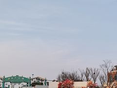 -荷兰花海