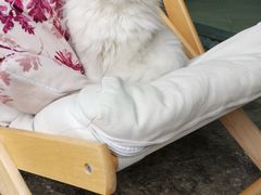 -喵屿·大理花园猫咖