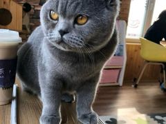 -猫的茶·猫咖