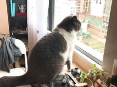 -猫音日语留学培训