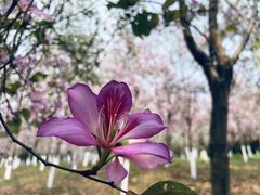 -番禺大夫山森林公园