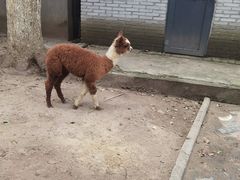 -荆州中山公园动物园