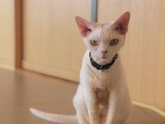 -CAT’S MEWSTAR CAFE·喵星球猫屋(晴湾咖啡店)